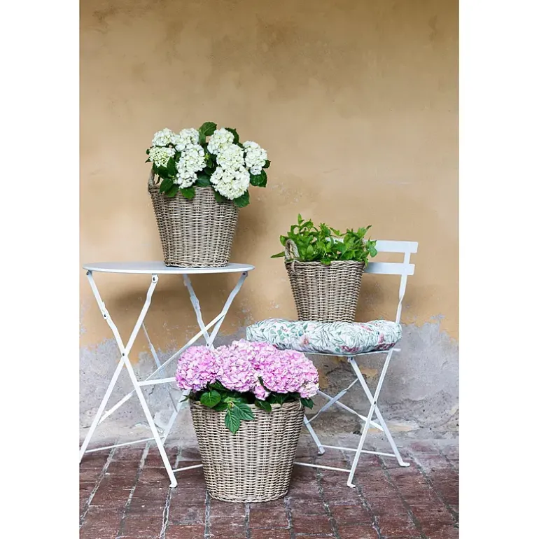 Hagehortensia