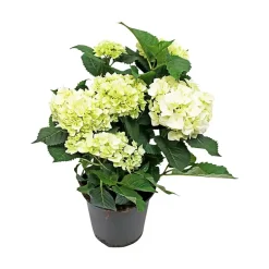 Hagehortensia
