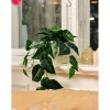 Hengeplante