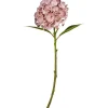 Hortensia