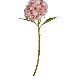 Hortensia