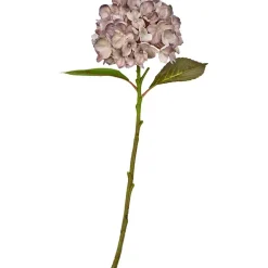 Hortensia