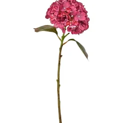 Hortensia