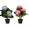 Hortensia