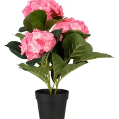 Hortensia