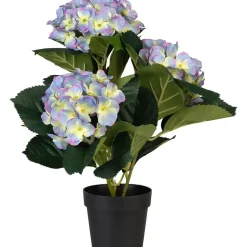 Hortensia