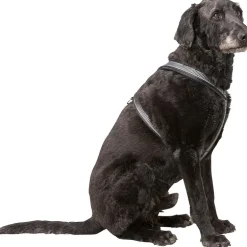 Hundesele Y form