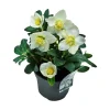 Julerose