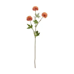 Kinesisk aster