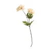 Krysantemum