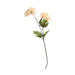 Krysantemum