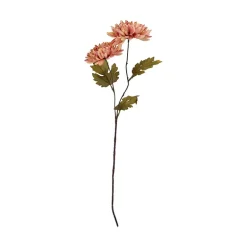 Krysantemum