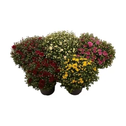 Krysantemum