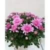 Krysanthemum