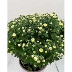 Krysanthemum