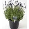 Lavendel