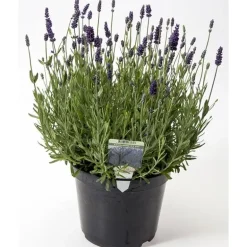 Lavendel