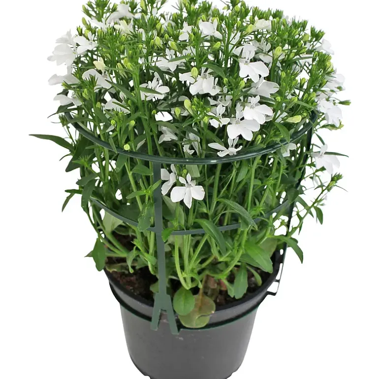 Lobelia
