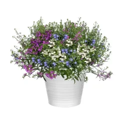 Lobelia