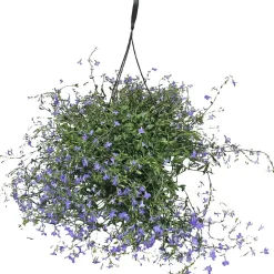 Lobelia, ampel