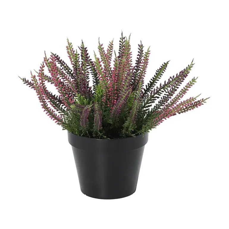 Lyng Calluna