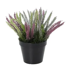 Lyng Calluna