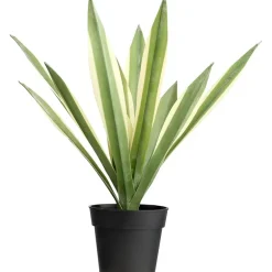 Maguey