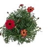 Margeritt farget