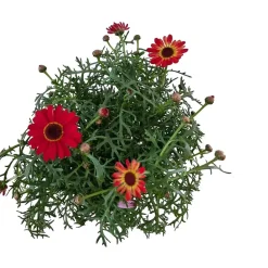 Margeritt farget