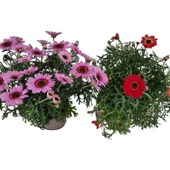 Margeritt farget