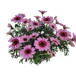 Margeritt farget