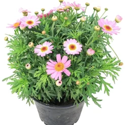 Margeritt farget