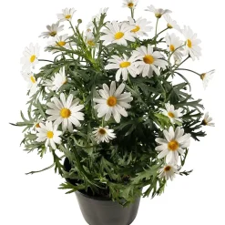 Margeritt hvit