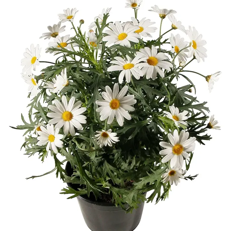 Margeritt hvit