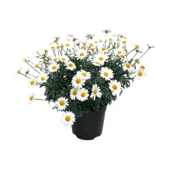 Margeritt hvit