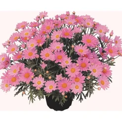 Margeritt rosa