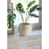 Monstera