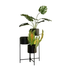 Monstera