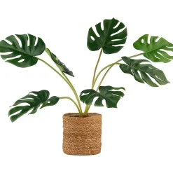 Monstera
