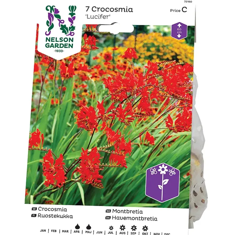 Montbretia