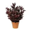 Nandina Domestica