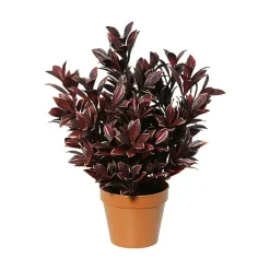 Nandina Domestica