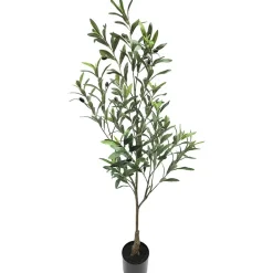 Oliventre