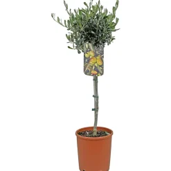 Oliventre