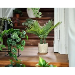 Palme