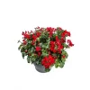 Pelargonia