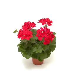 Pelargonia