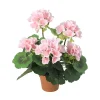 Pelargonia