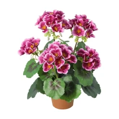 Pelargonia