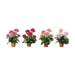 Pelargonia